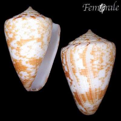 Conus venulatus Hwass ex Bruguière 1792的圖片