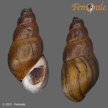 Image of unclassified Gastropoda