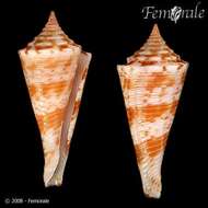 Image of Conasprella Thiele 1929