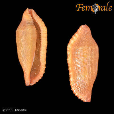 Image of An order of snails