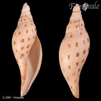 صورة Scaphella Swainson 1832