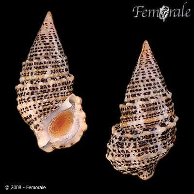 Image of unclassified Gastropoda