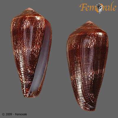 Image of cone snails