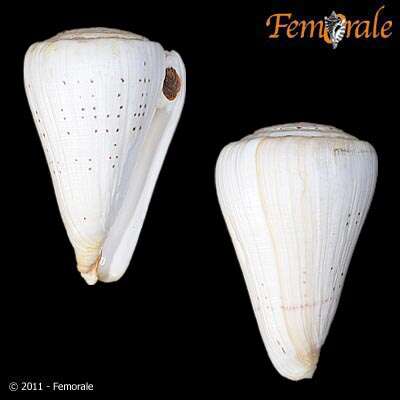 Image of cone snails