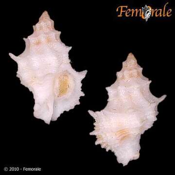 Image of Babelomurex Coen 1922