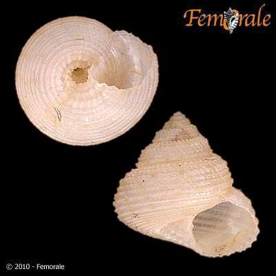 Image of Solariellidae Powell 1951