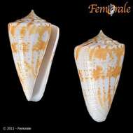 صورة Conus Linnaeus 1758