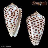 Image of cone snails