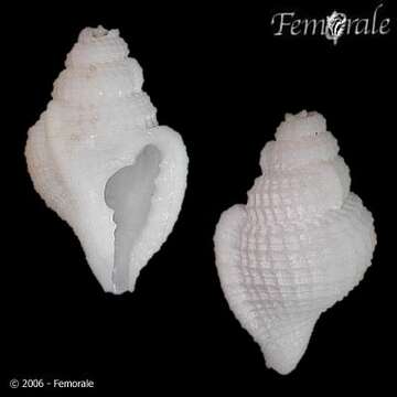 Image of Thalassocyonidae F. Riedel 1995