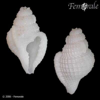 Thalassocyonidae F. Riedel 1995 resmi