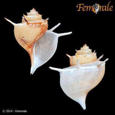 Image of Paludomidae