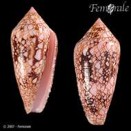 صورة Conus legatus Lamarck 1810