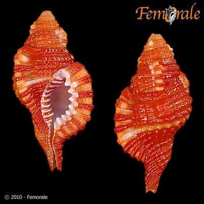 Image of triton shells