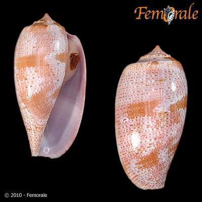 Image of cone snails