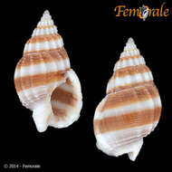 Image of nassa mud snails