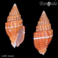 Image de Turbinelloidea Rafinesque 1815