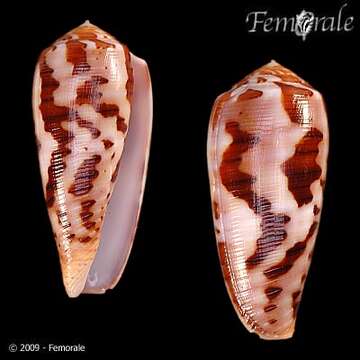 Image de Conus Linnaeus 1758