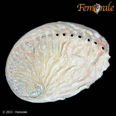 Image of Haliotoidea Rafinesque 1815