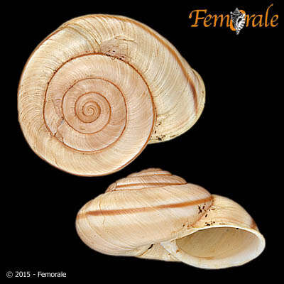 Image de Chilostoma Fitzinger 1833