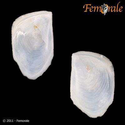 Image of Crepidula nivea C. B. Adams 1852