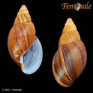 Achatina balteata Reeve 1849 resmi