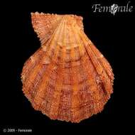 Imagem de Manupecten Monterosato 1889