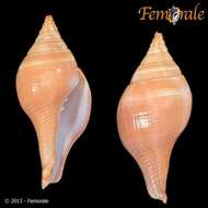 Image of Turbinellidae Swainson 1835