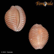 Image of Pseudopusula Fehse & Grego 2014