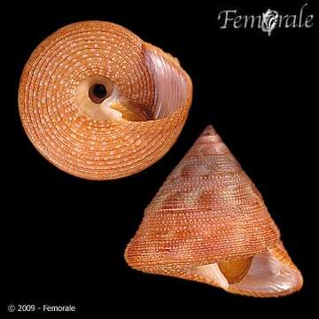 Imagem de Calliostomatidae Thiele 1924