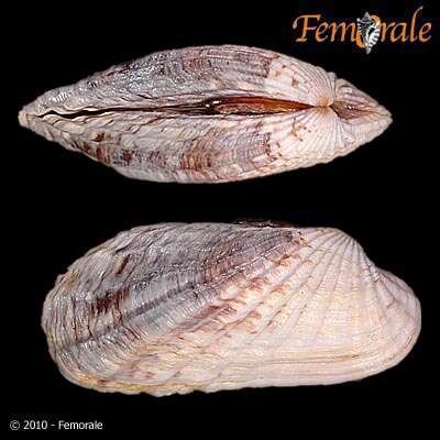 Image of Cardita affinis californica Deshayes 1854