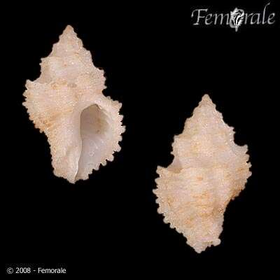 Image of Murex Snails and Allies