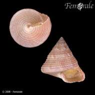 Слика од Calliostoma Swainson 1840