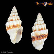 Image de Turbinelloidea Rafinesque 1815