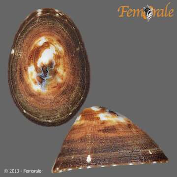 Image of unclassified Gastropoda