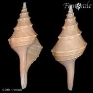 Imagem de Turbinellidae Swainson 1835