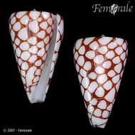 Image of Conus marchionatus Hinds 1843