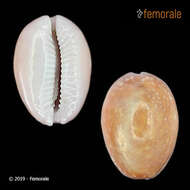 Image of Lophotrochozoa