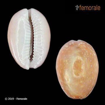 Image of Orthogastropoda