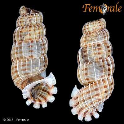 Image of Annulariidae