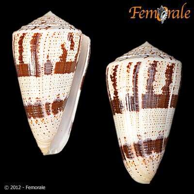 Image of cone snails