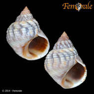 Image of Echinolittorina Habe 1956