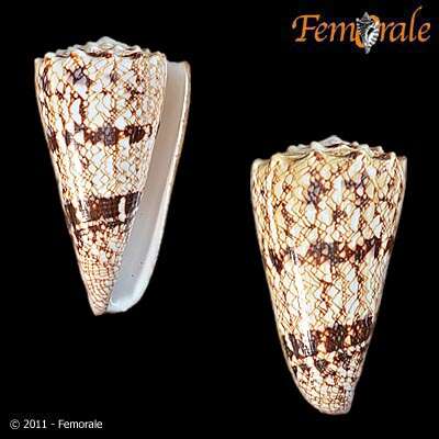 Image of Conus araneosus