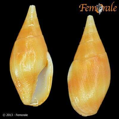 Image of Nebularia Swainson 1840