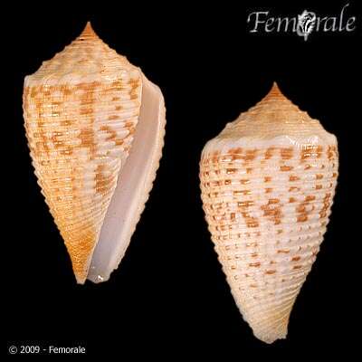 Image of cone snails