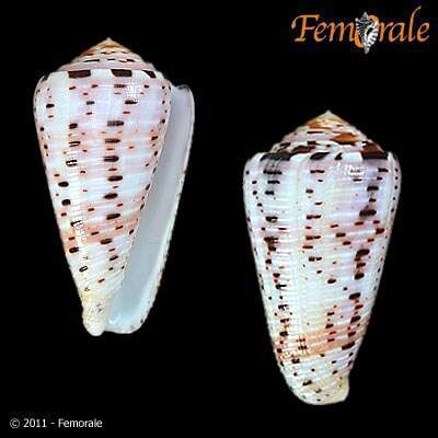 Image of cone snails