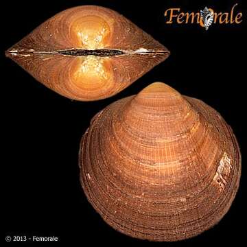 Image of Glycymerididae Dall 1908