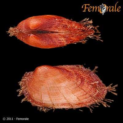 Image of Arcidae Lamarck 1809