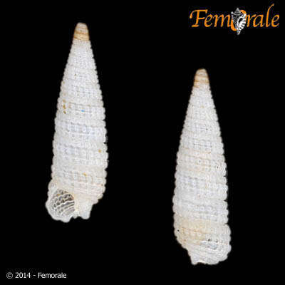 Image of <i>Triphora</i> cf. <i>melanura</i> (C. B. Adams 1850)