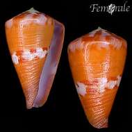 Image of cone snails