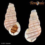 Image of Annulariidae